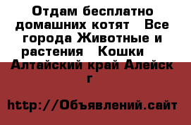 Отдам бесплатно домашних котят - Все города Животные и растения » Кошки   . Алтайский край,Алейск г.